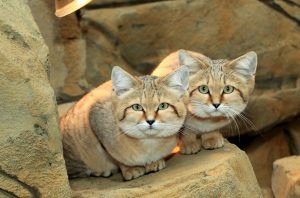 Exmoor Zoo Sand Cats