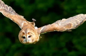 exmoor-owl-and-hawk-centre